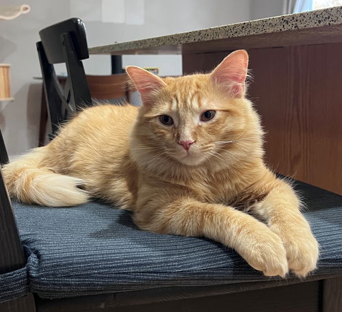 KYO - Offered by Owner - Young Male