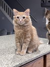KYO - Offered by Owner - Young Male