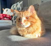 KYO - Offered by Owner - Young Male