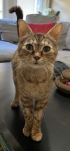NALA - Offered by Owner - Young and Sweet Tabby
