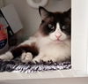 RICO - Offered by Owner - Ragdoll