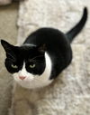 JOLL - Offered by Owner - Sweet Declawed Senior