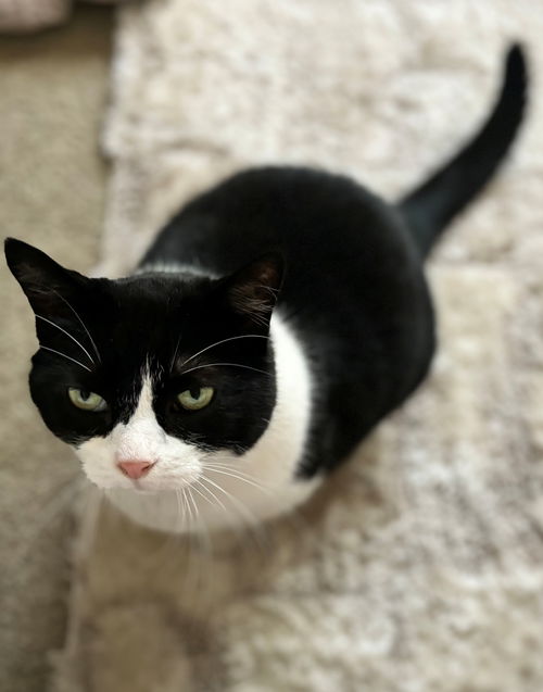JOLL - Offered by Owner - Sweet Declawed Senior