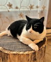 JOLL - Offered by Owner - Sweet Declawed Senior