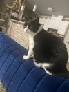 JOLL - Offered by Owner - Sweet Declawed Senior