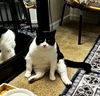 JOLL - Offered by Owner - Sweet Declawed Senior