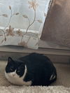 JOLL - Offered by Owner - Sweet Declawed Senior