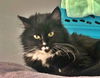 BELLE - Offered by Owner - Young Tuxedo