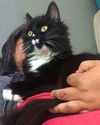 BELLE - Offered by Owner - Young Tuxedo