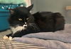 BELLE - Offered by Owner - Young Tuxedo