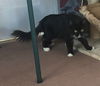 BELLE - Offered by Owner - Young Tuxedo