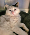 TOMCAT - Offered by Owner - In/outside