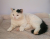 TOMCAT - Offered by Owner - In/outside