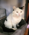 TOMCAT - Offered by Owner - In/outside