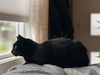 SQUEAK - Offered by Owner - Indoor/Outdoor