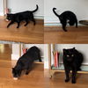 SQUEAK - Offered by Owner - Indoor/Outdoor