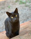 SQUEAK - Offered by Owner - Indoor/Outdoor