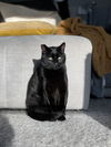SQUEAK - Offered by Owner - Indoor/Outdoor