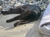 SQUEAK - Offered by Owner - Indoor/Outdoor