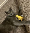 DEXTER & MISS KITTY - Offered by Owner - Bonded