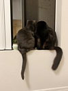 DEXTER & MISS KITTY - Offered by Owner - Bonded