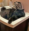 DEXTER & MISS KITTY - Offered by Owner - Bonded