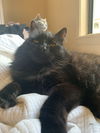 DEXTER & MISS KITTY - Offered by Owner - Bonded