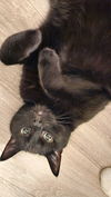 GOMA - Offered by Owner - Snuggle Buddy