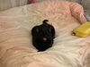GOMA - Offered by Owner - Snuggle Buddy