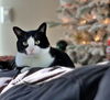 OLIVER - Offerd by Owner