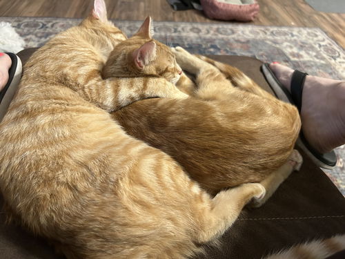 Bonded Siblings Ginger & Pumpkin - Teens