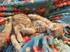 Bonded Siblings Ginger & Pumpkin - Teens
