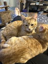 Bonded Siblings Ginger & Pumpkin - Teens