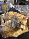 Bonded Siblings Ginger & Pumpkin - Teens