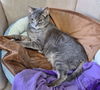 Olive - Offred by Owner - Healthy Senior