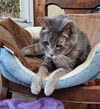 Olive - Offred by Owner - Healthy Senior