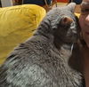 Olive - Offred by Owner - Healthy Senior