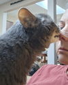 Olive - Offred by Owner - Healthy Senior
