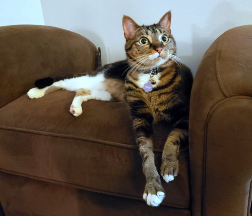 ZUZU - Offered by Owner - Senior Female