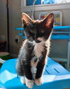 Jacob - Sweet Outgoing Kitten