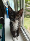 JACOB - Sweet Outgoing Kitten