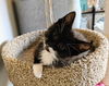 JACOB - Sweet Outgoing Kitten
