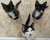 JACOB - Sweet Outgoing Kitten