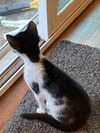 CARTER – The Sweetest Little Companion!