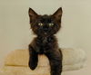 Alex - The Chatty, Clever Companion!