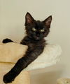 Alex - The Chatty, Clever Companion!
