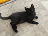 Alex - The Chatty, Clever Companion!