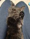 Alex - The Chatty, Clever Companion!