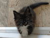 Abigail - The Sweet & Playful Little Lady!