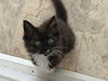 Abigail - The Sweet & Playful Little Lady!